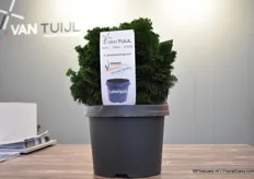 Van Tuijl's new Labelpot, designed and produced in cooperation with Bremmer Boomkwekerijen.
